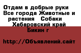 Отдам в добрые руки  - Все города Животные и растения » Собаки   . Хабаровский край,Бикин г.